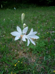 Paradisea liliastrum