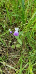 Collinsia multicolor