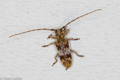 Goes variegatus