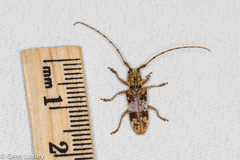 Goes variegatus