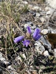 Campanula sibirica