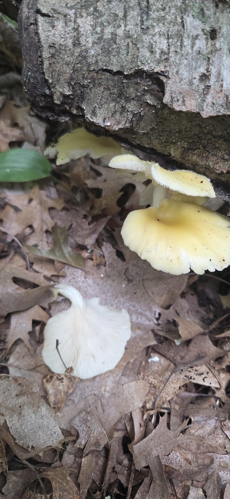 Golden Oyster Mushroom · August 2026 · photo: Photo: (c) WF_MI, some rights reserved (CC BY) · iNaturalist