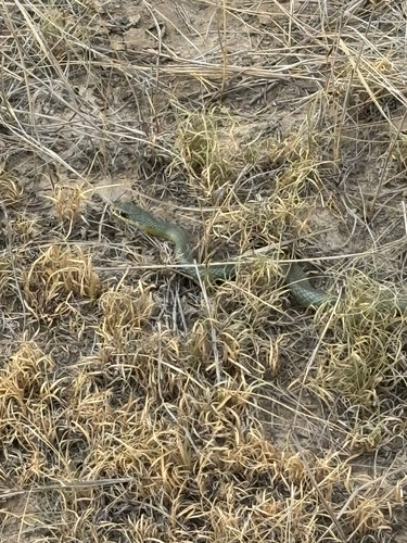 North American Racer