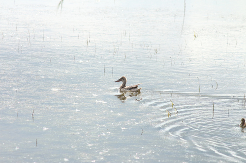 Northern Shoveler
