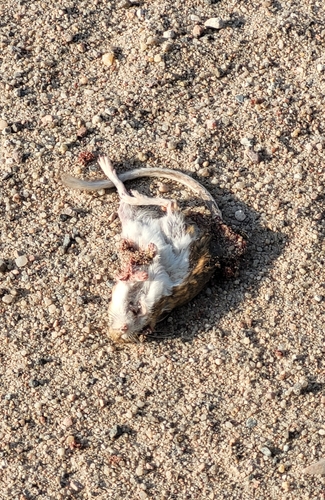 Ord's Kangaroo Rat