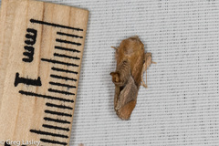 Apoda latomia
