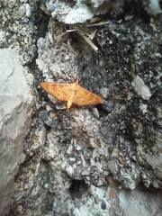 Prenesta scyllalis