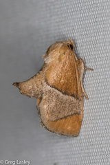 Apoda latomia