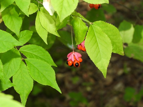Warty-barked Spindle