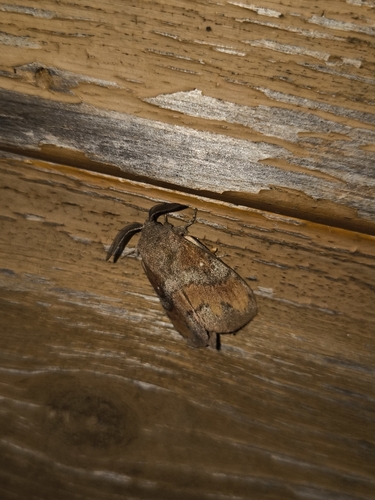 Pine-tree Lappet