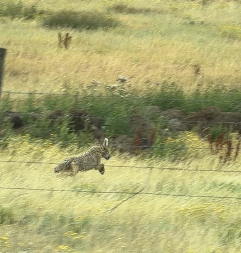 Coyote