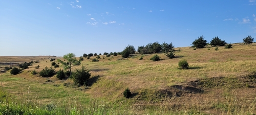 eastern redcedar