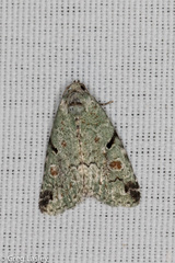 Maliattha concinnimacula