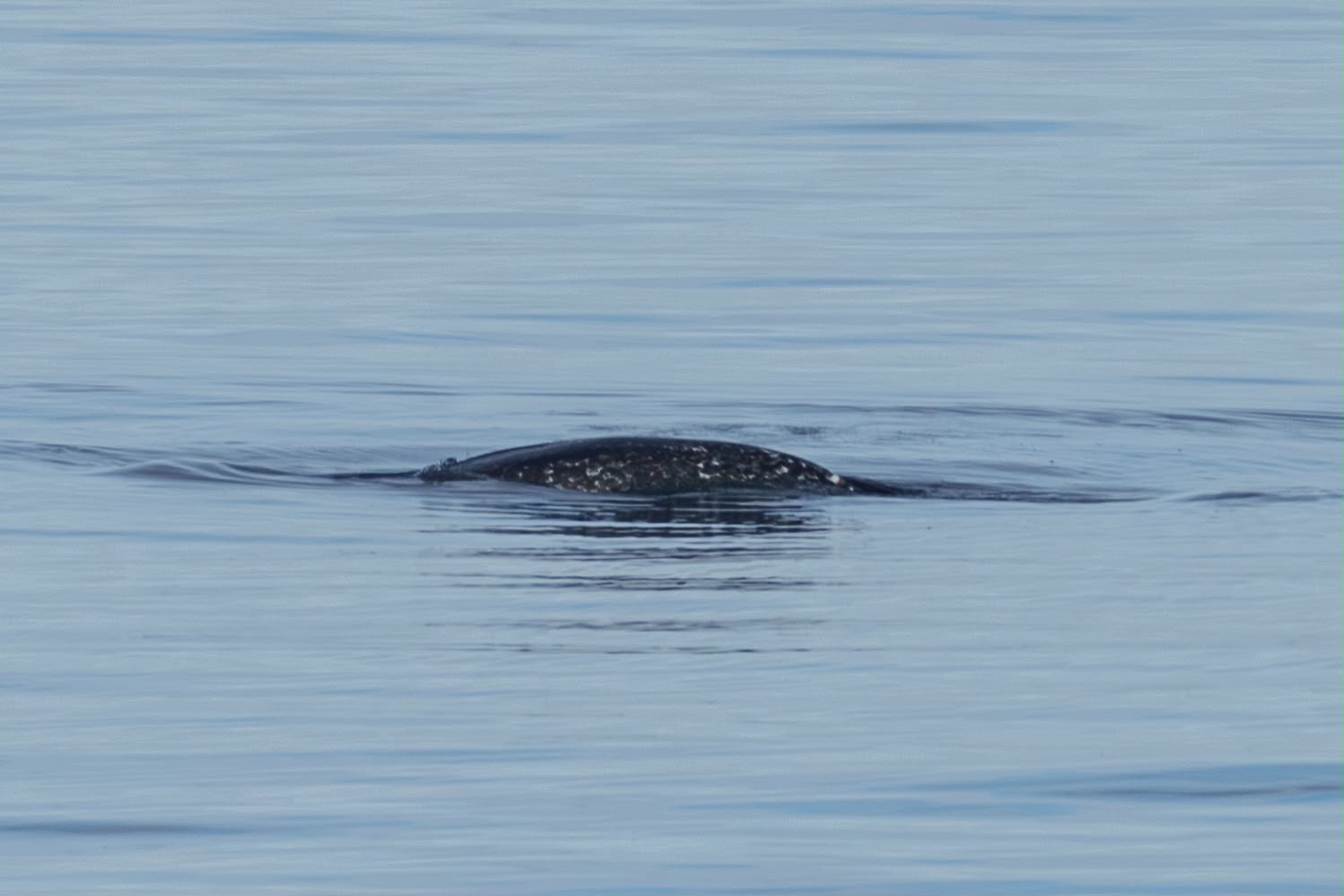 Monodon monoceros