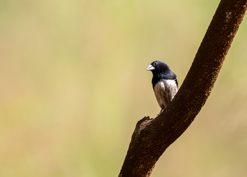 iNaturalist image