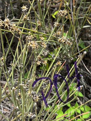 Froelichia nudicaulis in life