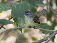 Myiopagis gaimardii