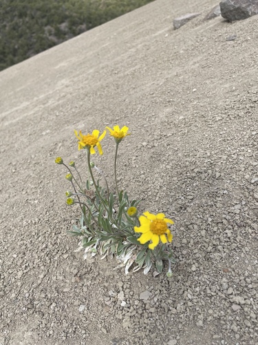 Tetraneuris argentea, photograph 2