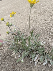 Tetraneuris argentea, photograph (c) Martin Purdy, some rights reserved (CC BY)