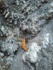 Prenesta scyllalis