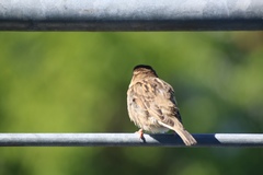 Passer domesticus