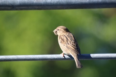 Passer domesticus