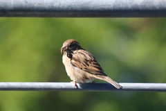 Passer domesticus
