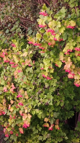 guelder-rose