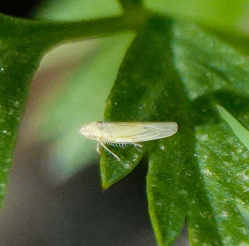 iNaturalist observation photo of Microleafhoppers