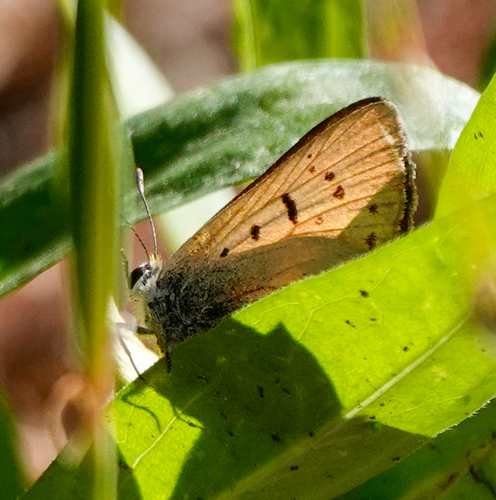iNaturalist observation photo of Tharsalea
