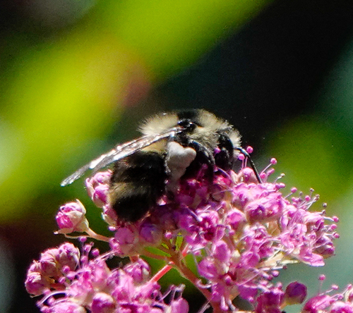 iNaturalist observation photo of Bumble Bees