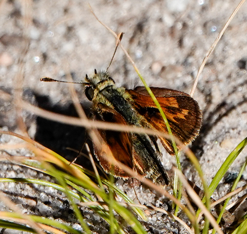 iNaturalist observation photo of Polites
