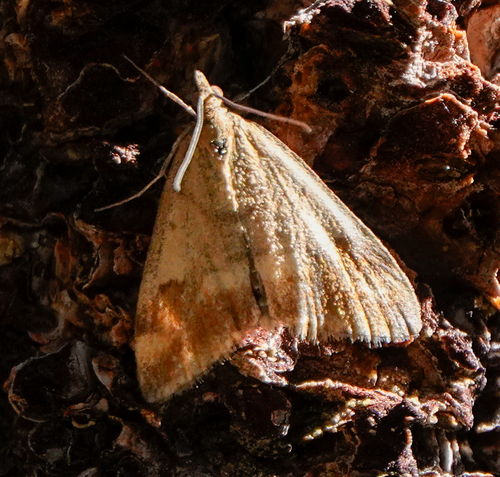 iNaturalist observation photo of Rusty Pyrausta