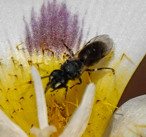 iNaturalist observation photo of Masked Bees
