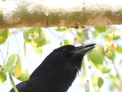 Corvus sinaloae