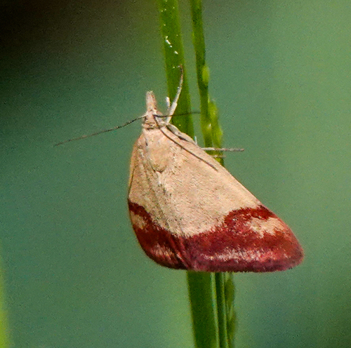 iNaturalist observation photo of Rusty Pyrausta