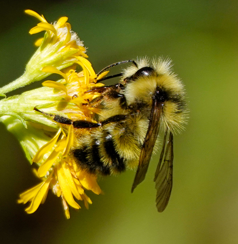 iNaturalist observation photo of Yellow-fronted Bumble Bee
