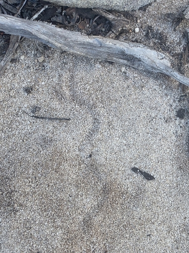 Scriptosaura catimbau