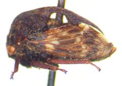 Campylocentrus