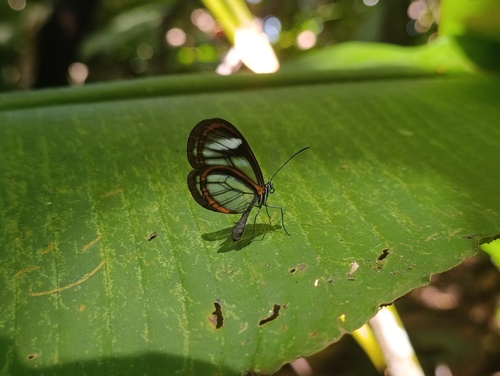 Pseudoscada timna