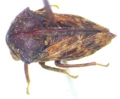 Campylocentrus