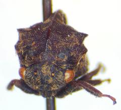 Campylocentrus