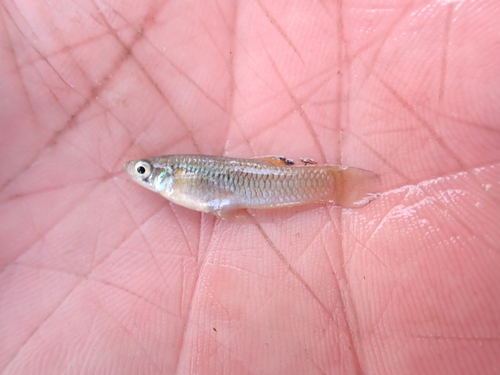 Big Bend-muskietvis (Gambusia gaigei) — Poeciliidae — 2