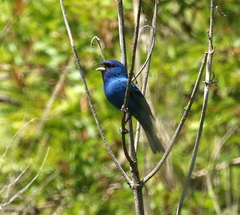 Passerina cyanea