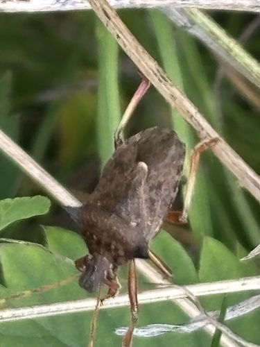 Spiny Shield Bug