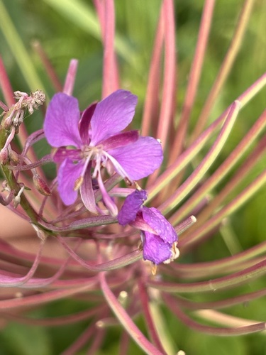 fireweed