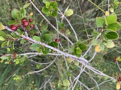 Rhamnus alaternus