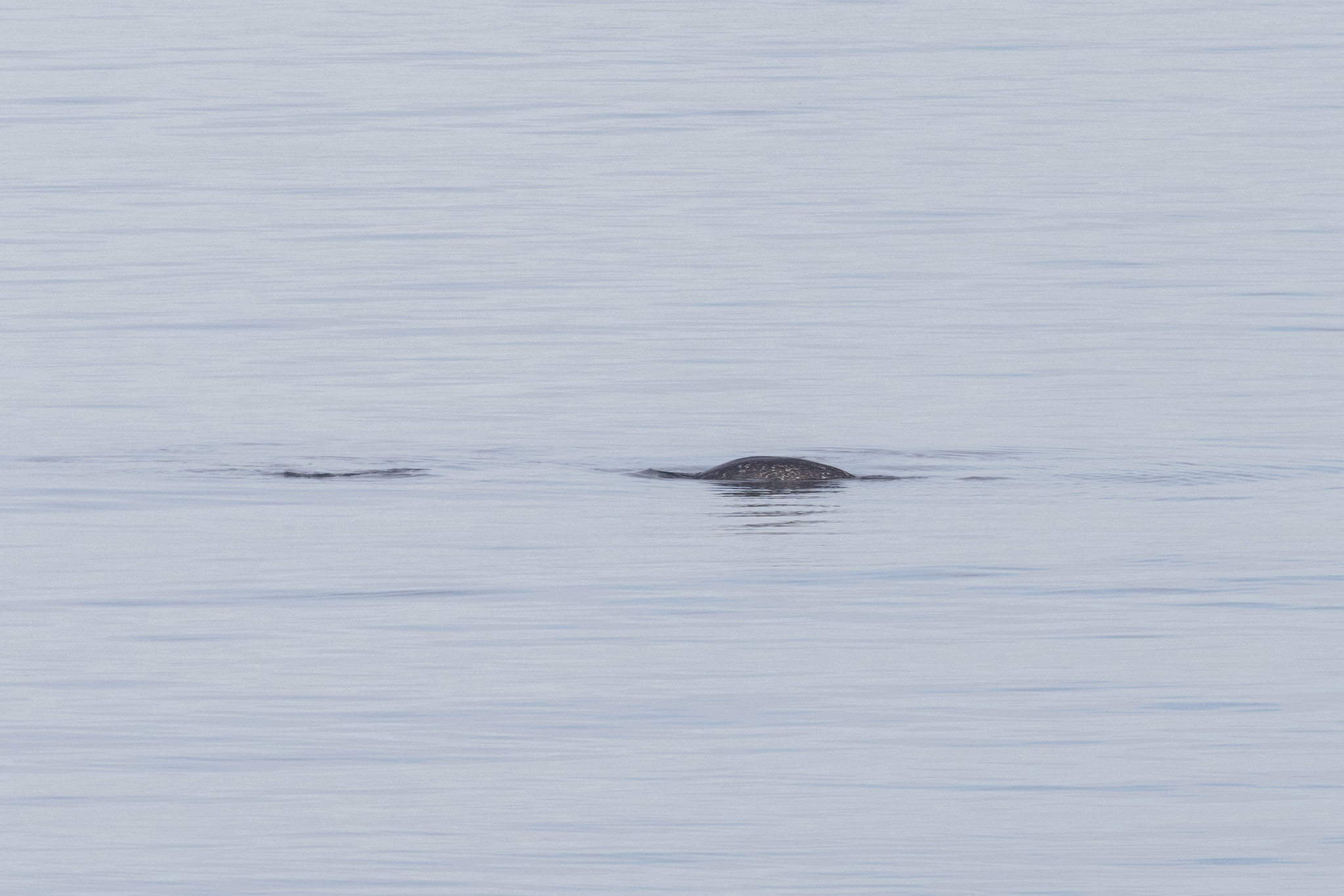 Monodon monoceros
