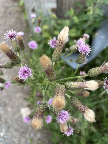 creeping thistle