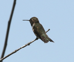 Archilochus